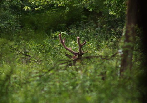 cerf